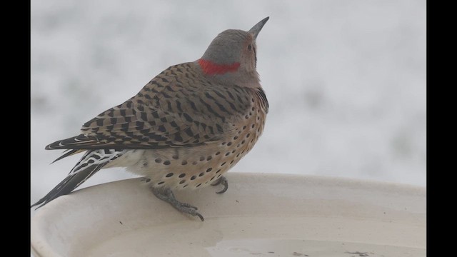 Northern Flicker (Yellow-shafted) - ML646977788