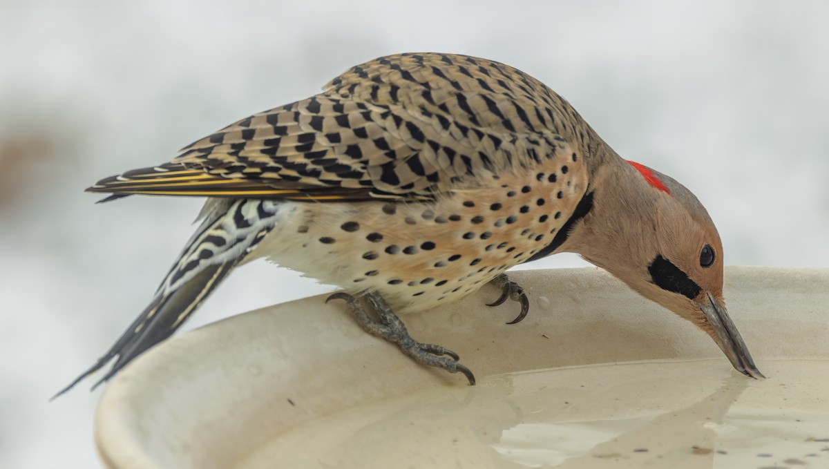 Northern Flicker (Yellow-shafted) - ML646977789