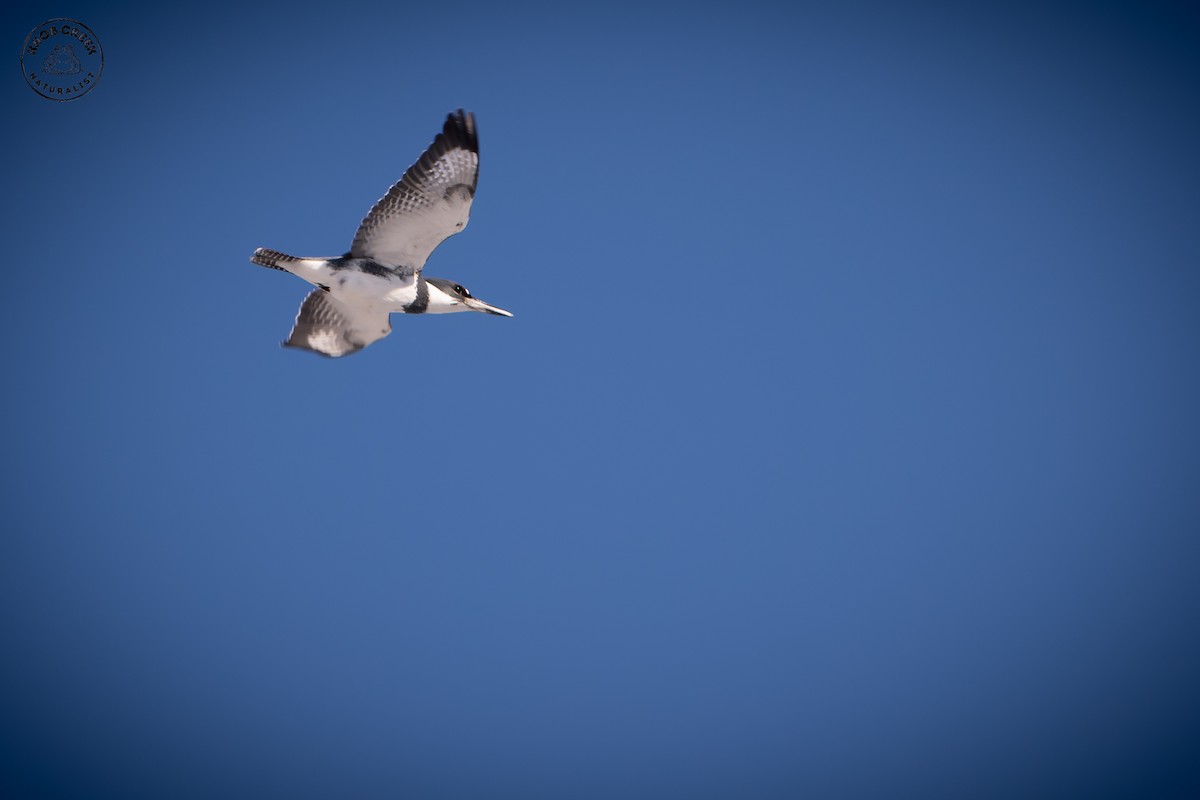 Belted Kingfisher - ML646977790