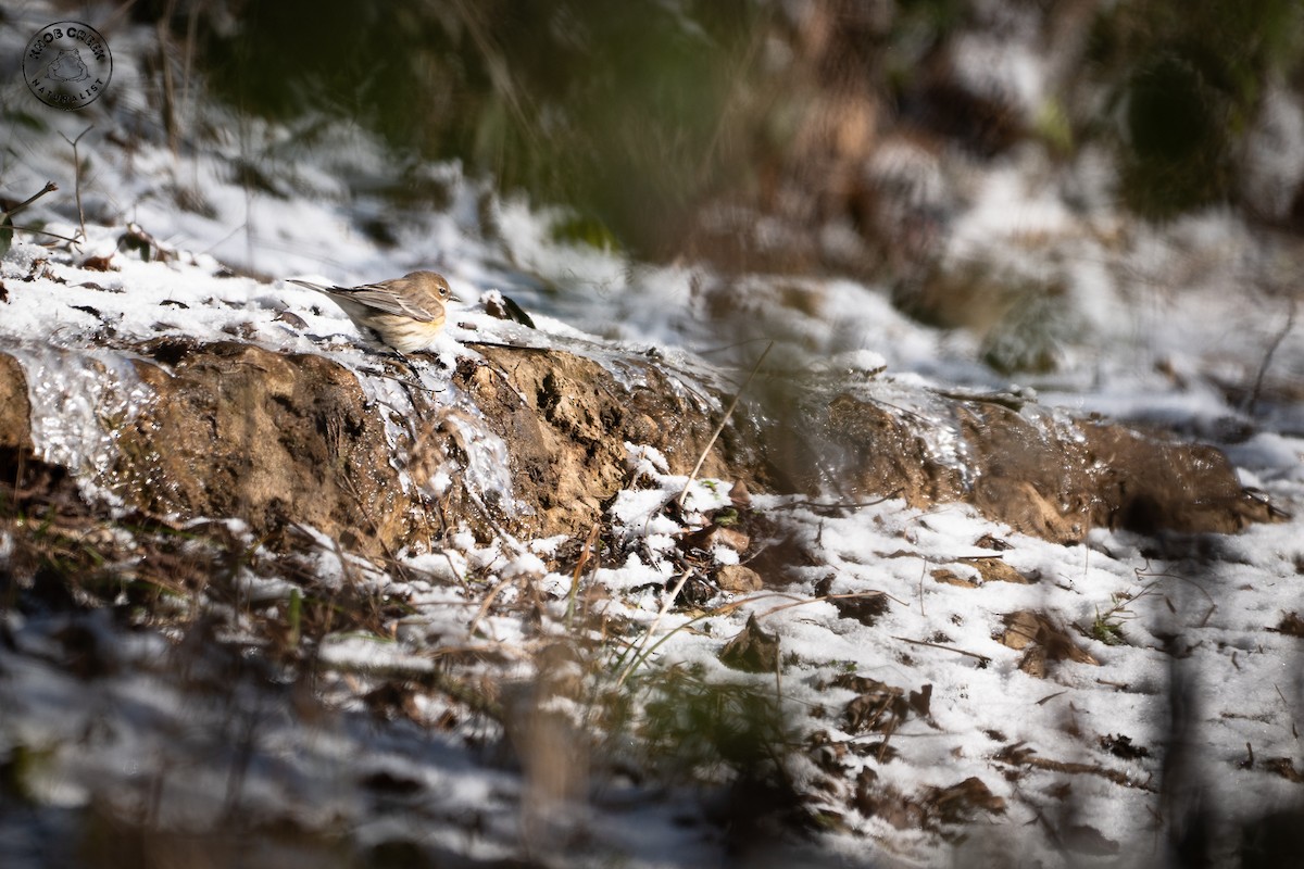 Yellow-rumped Warbler - ML646977807