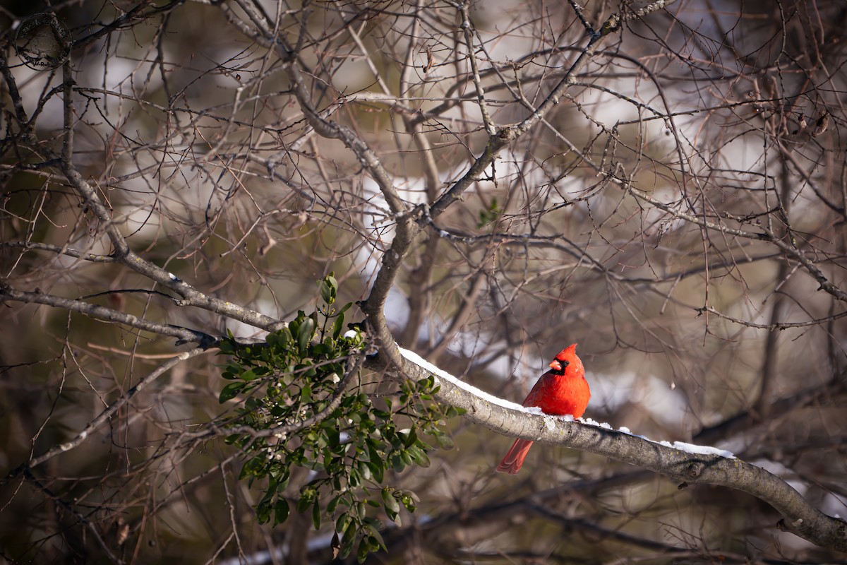 Northern Cardinal - ML646977814