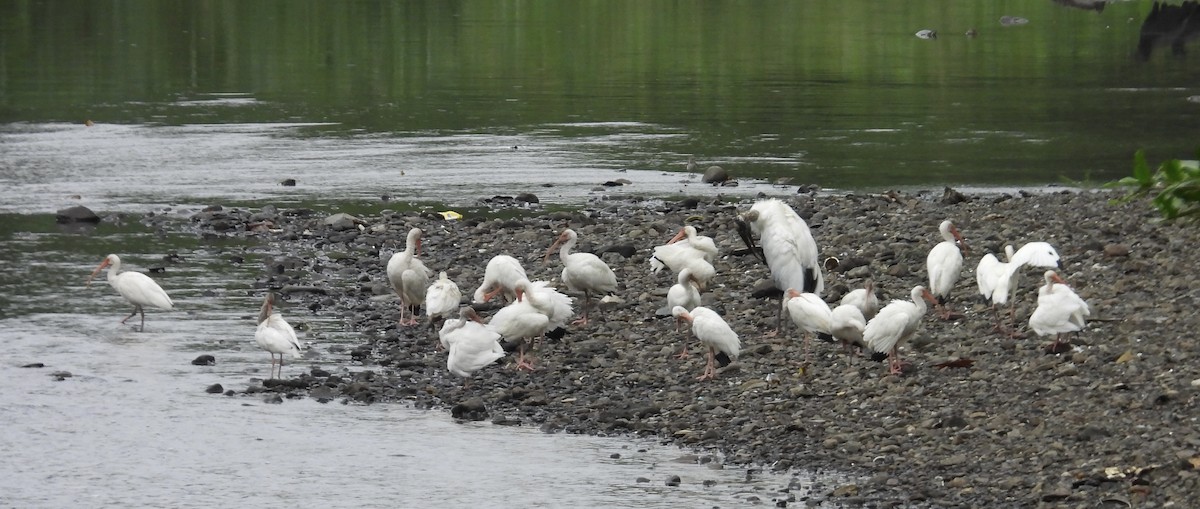 White Ibis - ML646977817