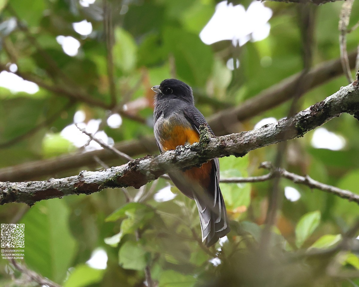 Бразильский трогон - ML646977818