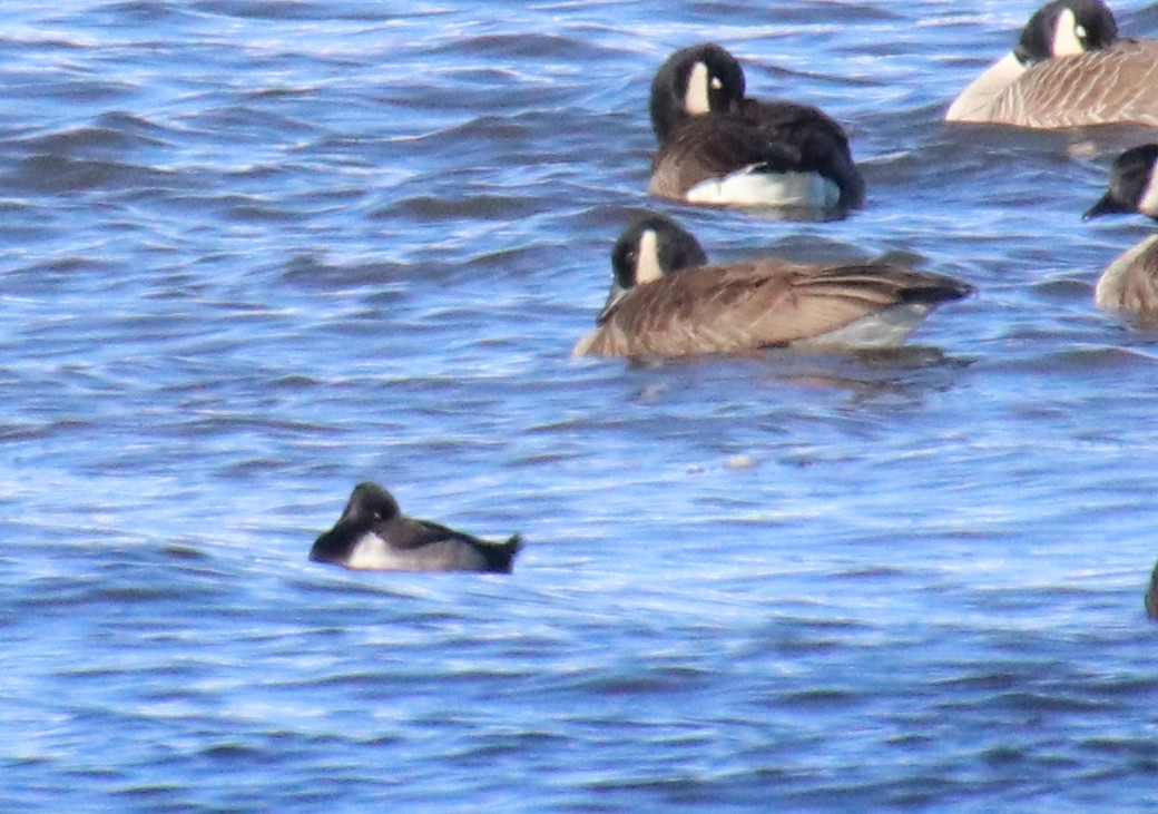 クビワキンクロ - ML646977819