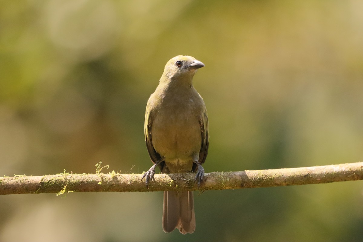 Tangara Palmera - ML646977823