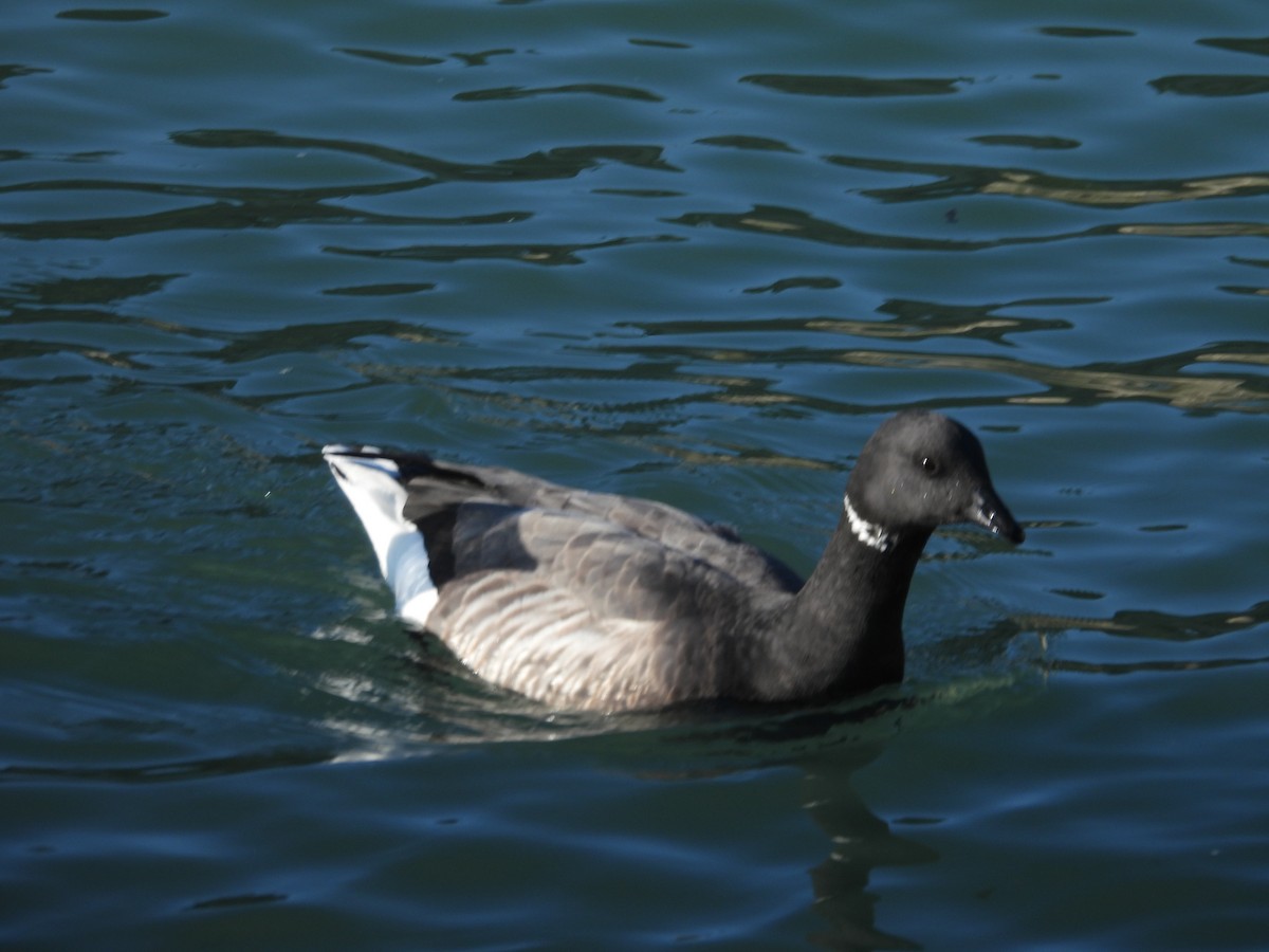 ברנטה כהה - ML646977826