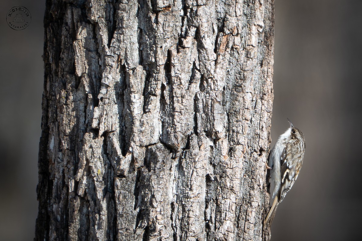 Brown Creeper - ML646977827