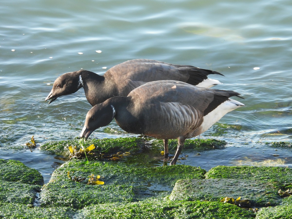 ברנטה כהה - ML646977828