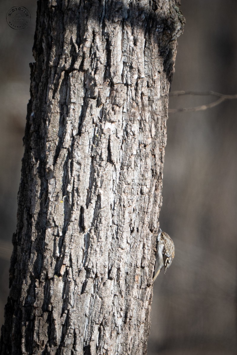 Brown Creeper - ML646977829