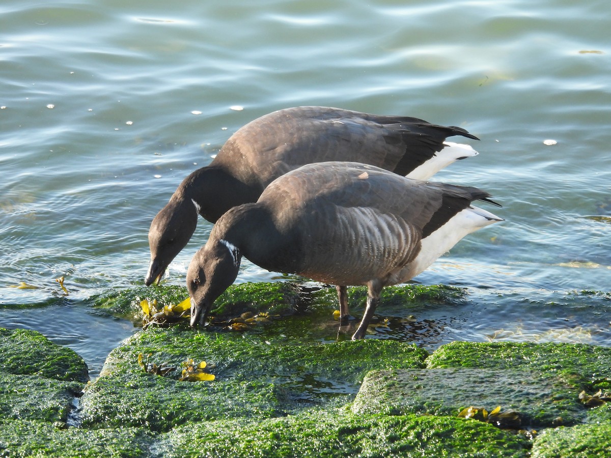 ברנטה כהה - ML646977830
