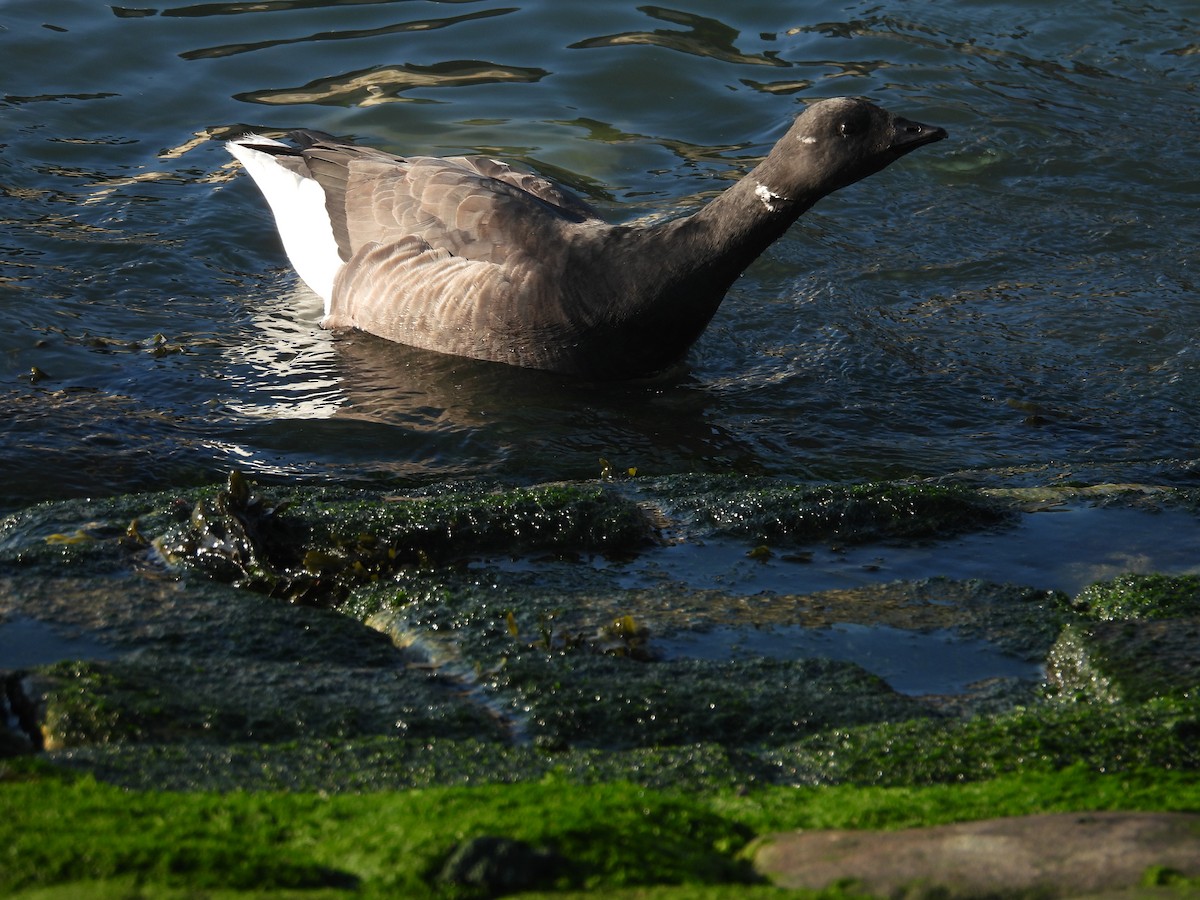 ברנטה כהה - ML646977831