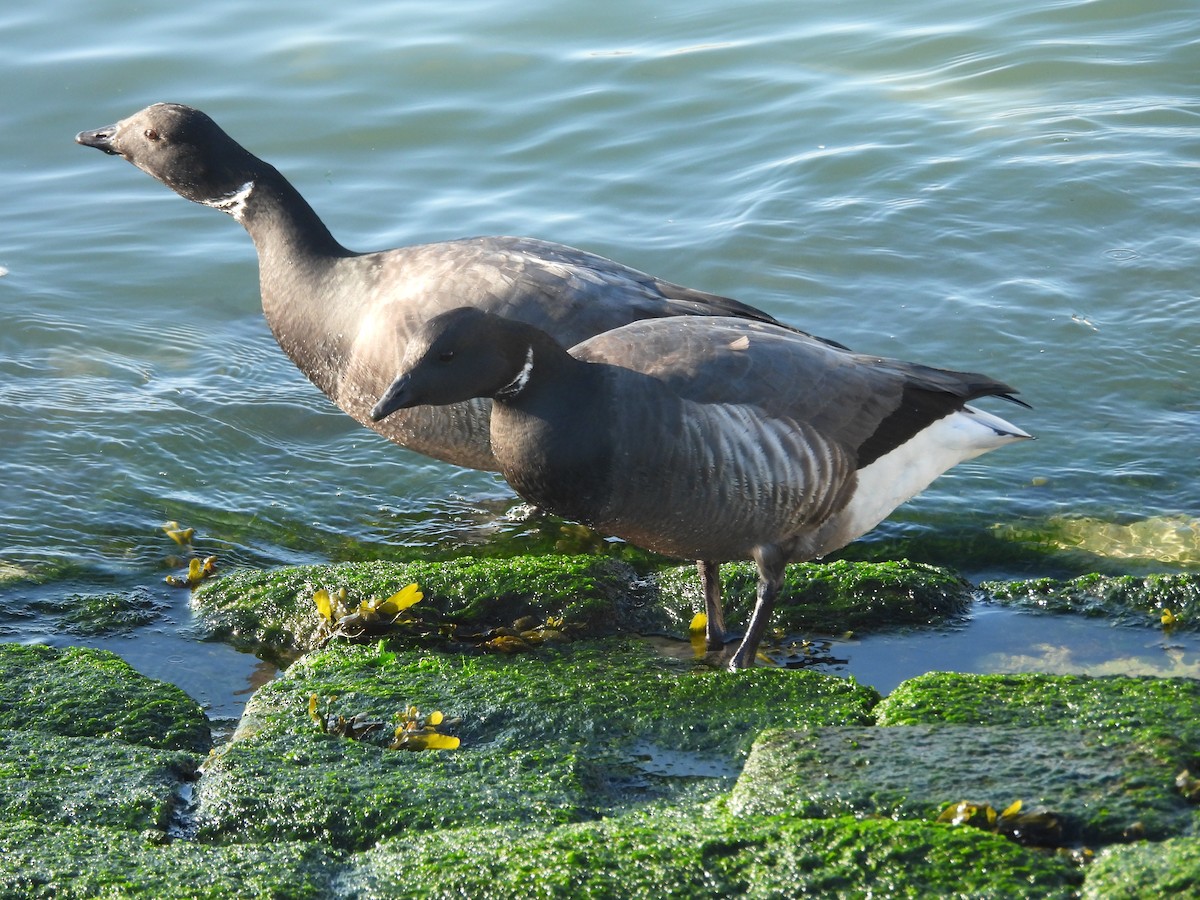 ברנטה כהה - ML646977833