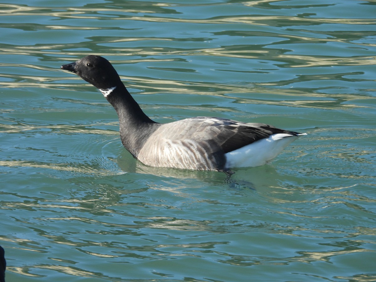 ברנטה כהה - ML646977834