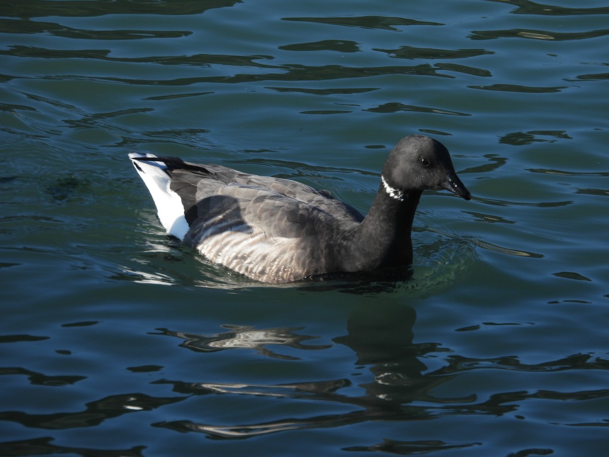 ברנטה כהה - ML646977835