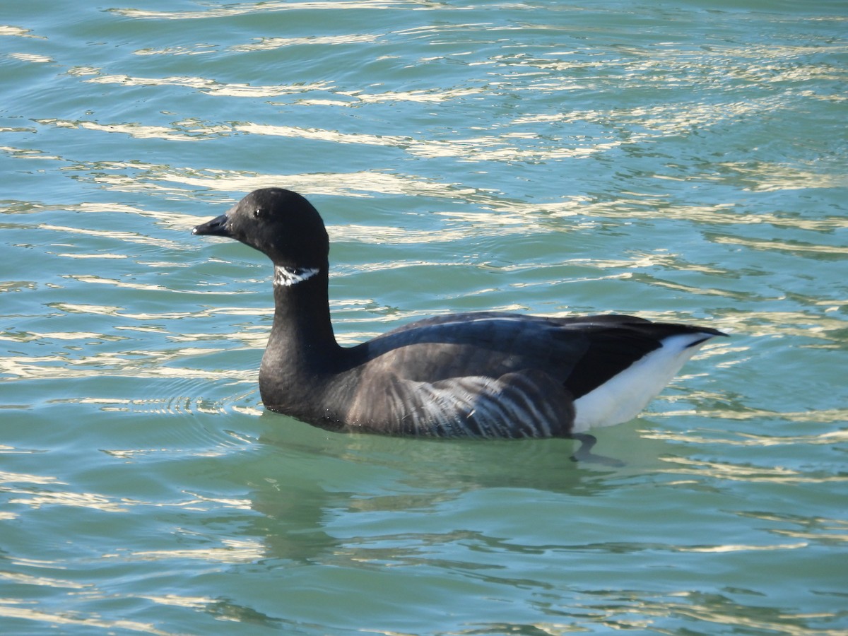 ברנטה כהה - ML646977836