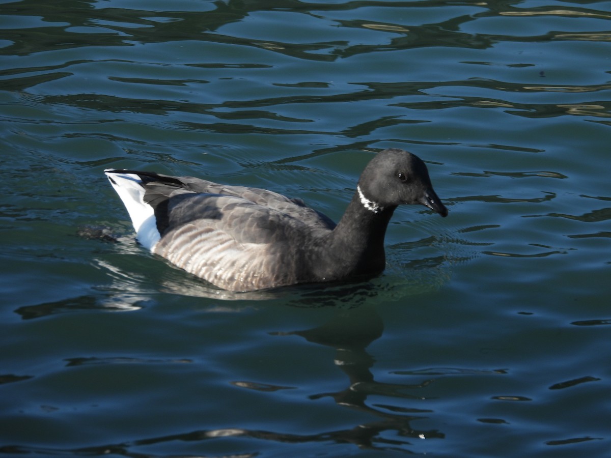 ברנטה כהה - ML646977837