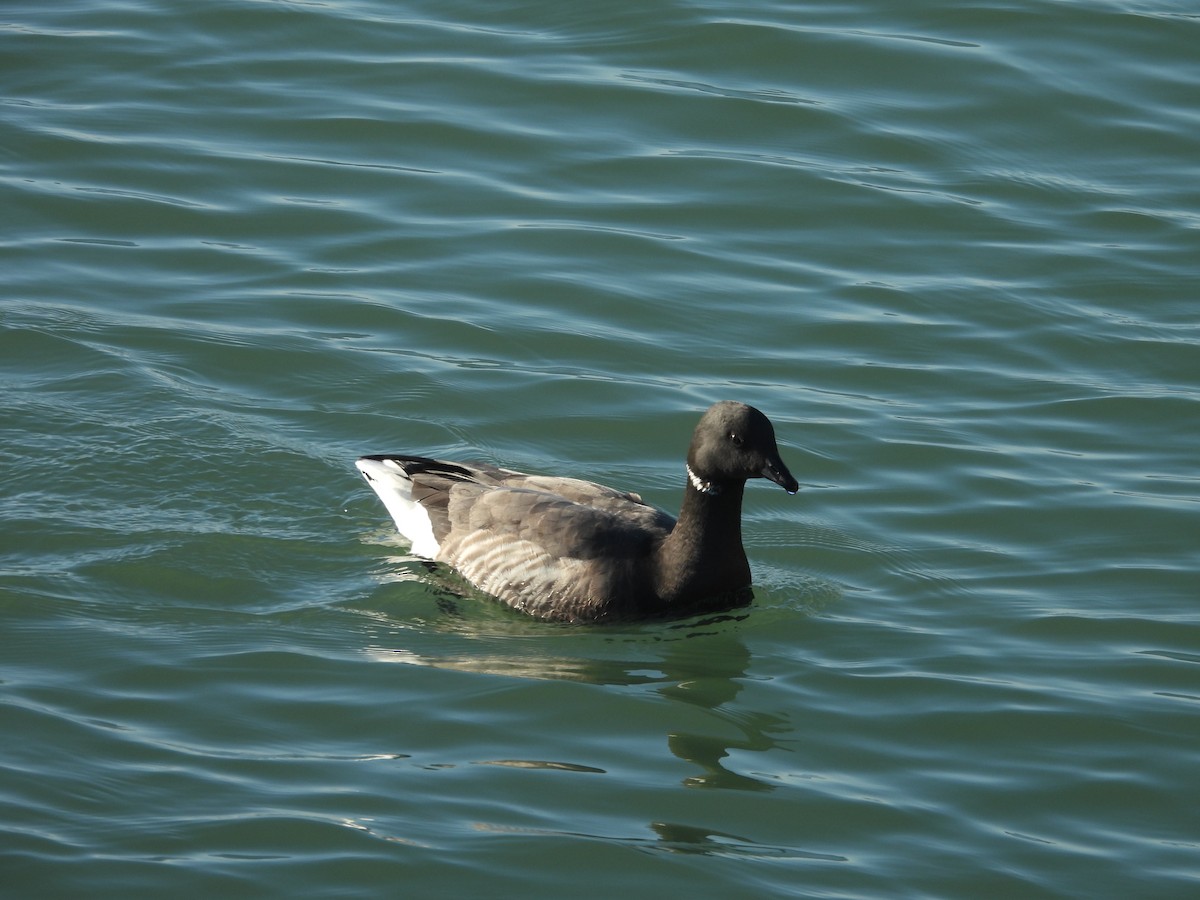 ברנטה כהה - ML646977838