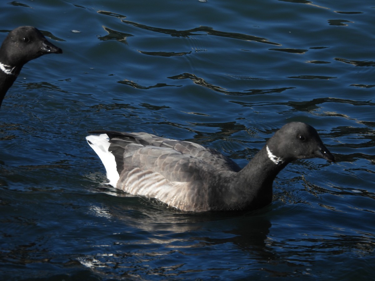 ברנטה כהה - ML646977842