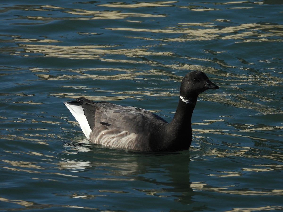 ברנטה כהה - ML646977843