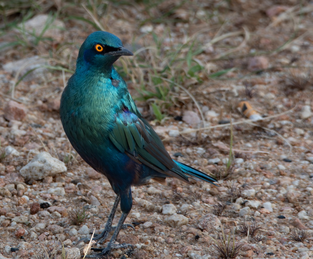 Greater Blue-eared Starling - ML646977845