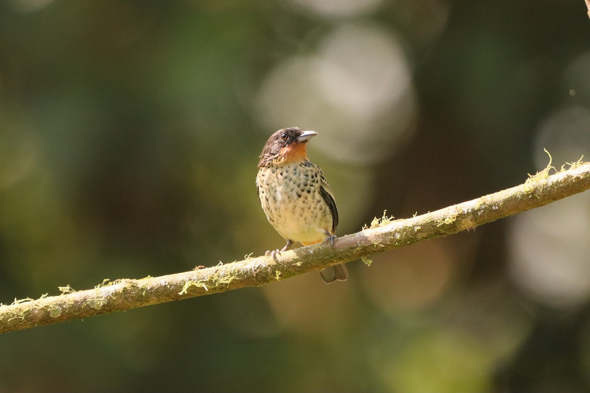 Рыжегорлая танагра - ML646977847