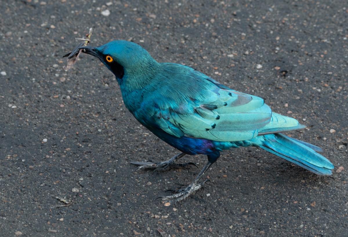 Greater Blue-eared Starling - ML646977848