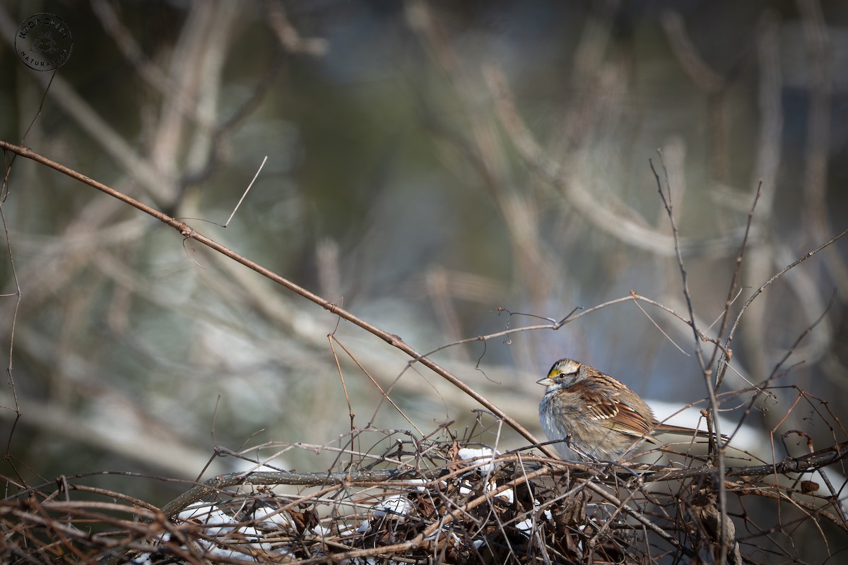 White-throated Sparrow - ML646977851