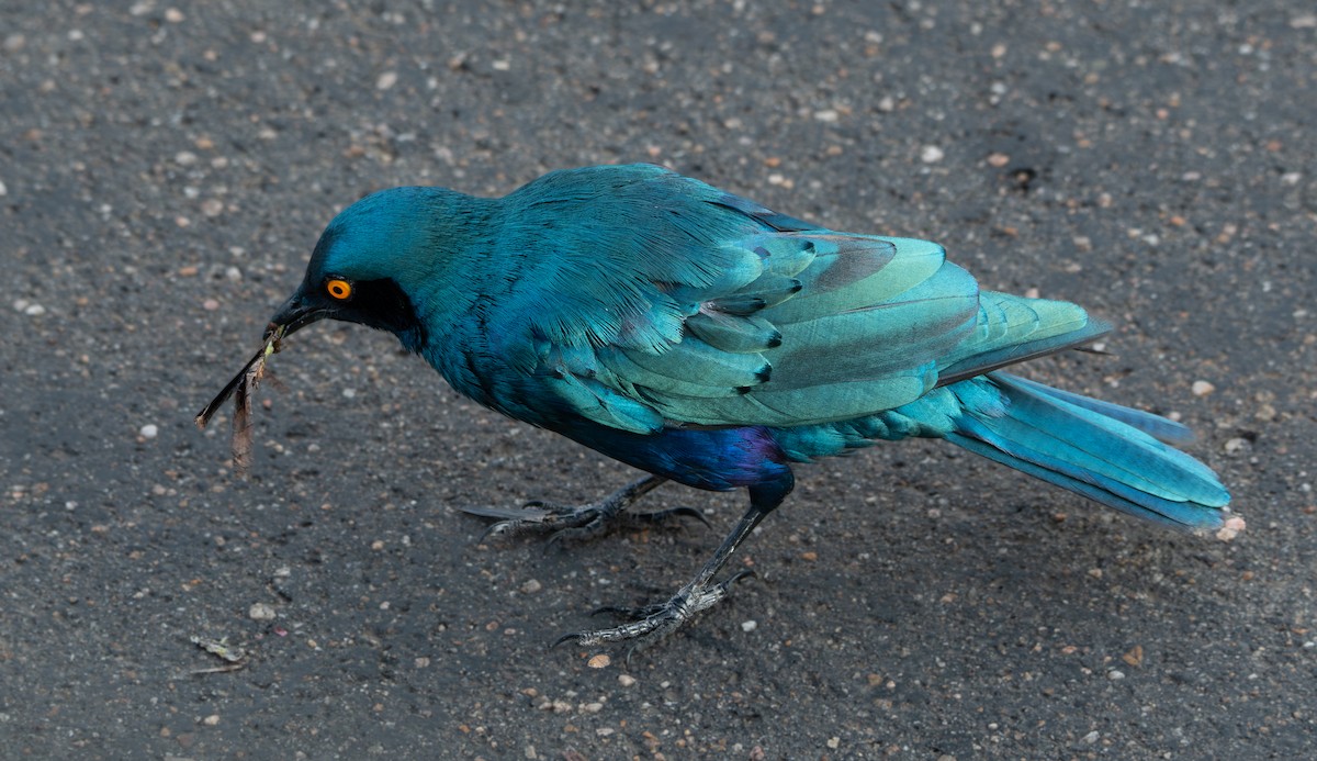 Greater Blue-eared Starling - ML646977852
