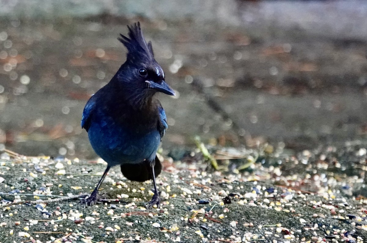 ステラーカケス - ML646977856