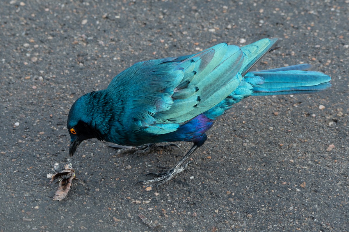 Greater Blue-eared Starling - ML646977857