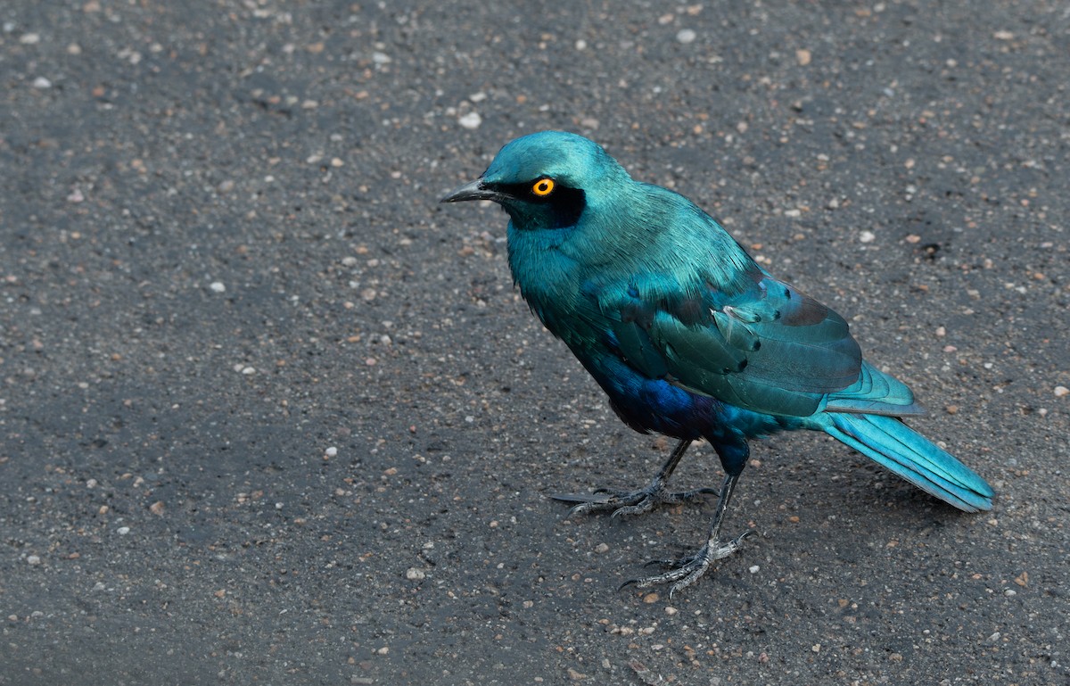 Greater Blue-eared Starling - ML646977858