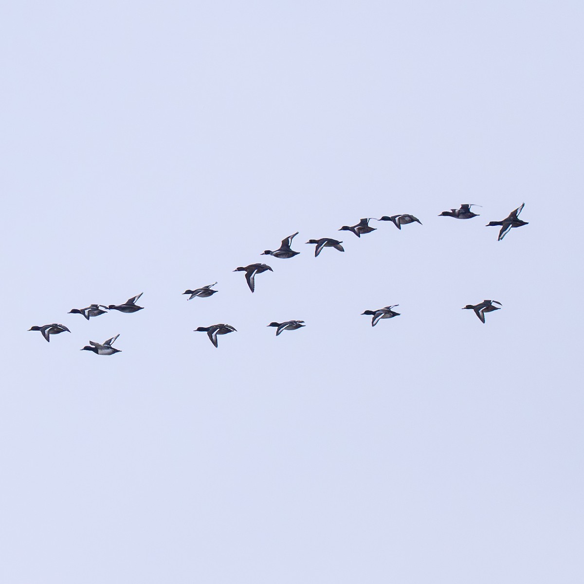 צולל ימי - ML646977860