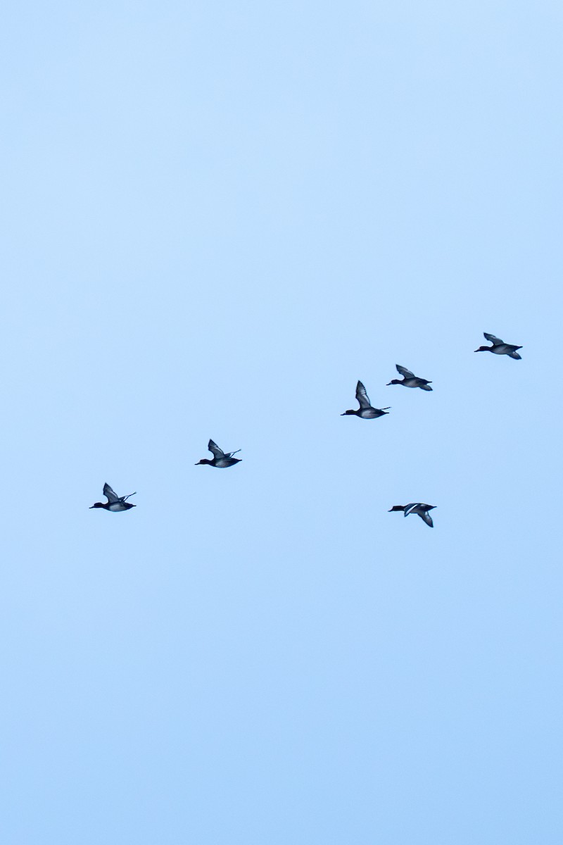 צולל ימי - ML646977861