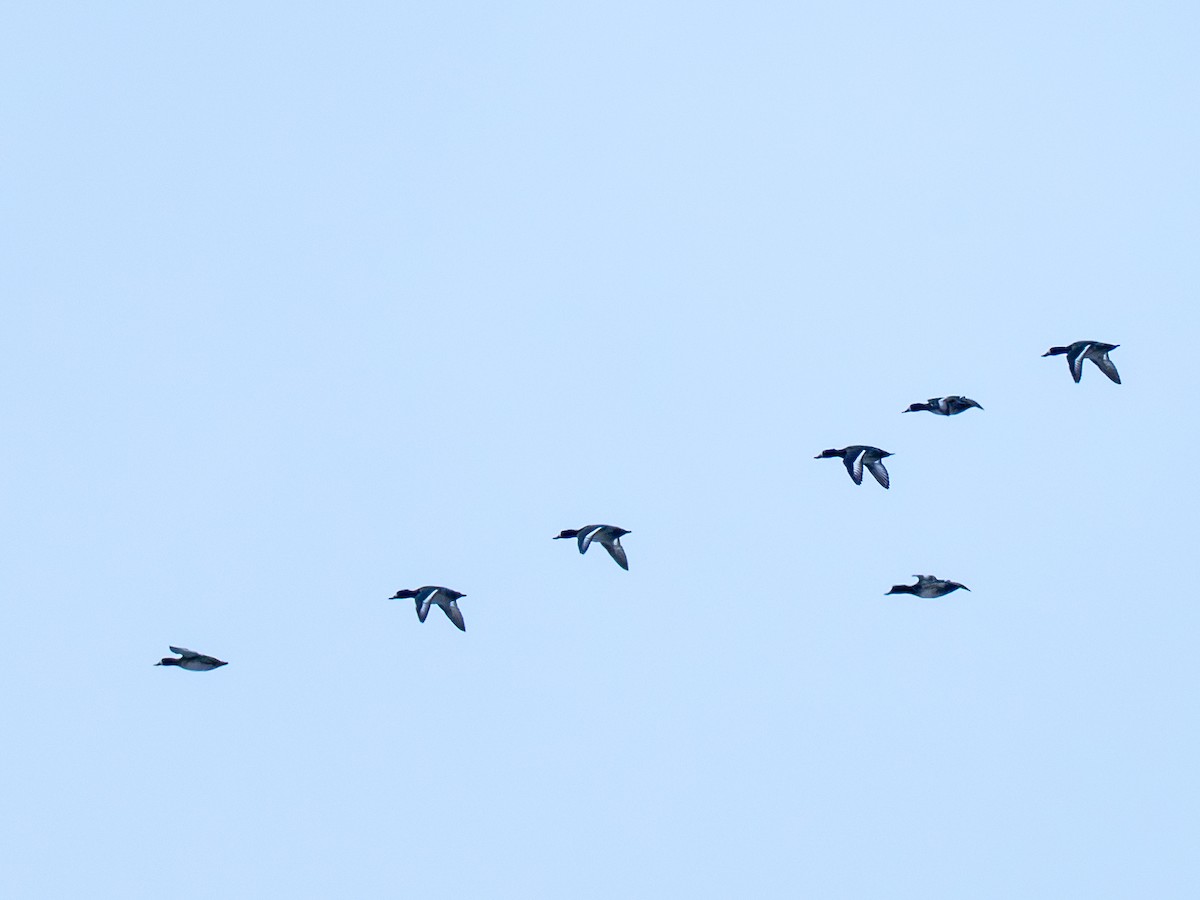 צולל ימי - ML646977862