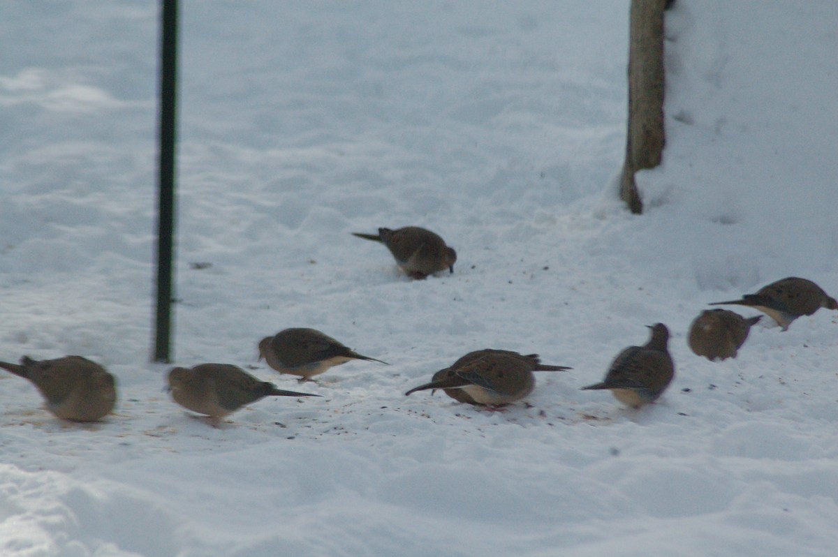 hrdlička karolínská - ML646977866