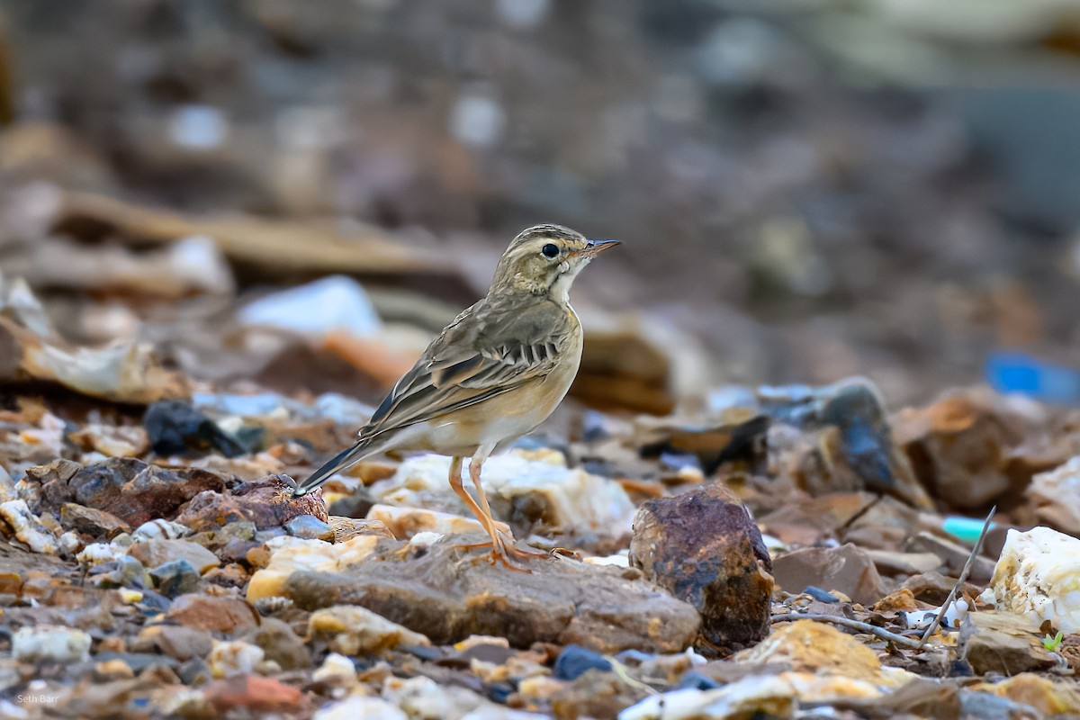 Paddyfield Pipit - ML646977867