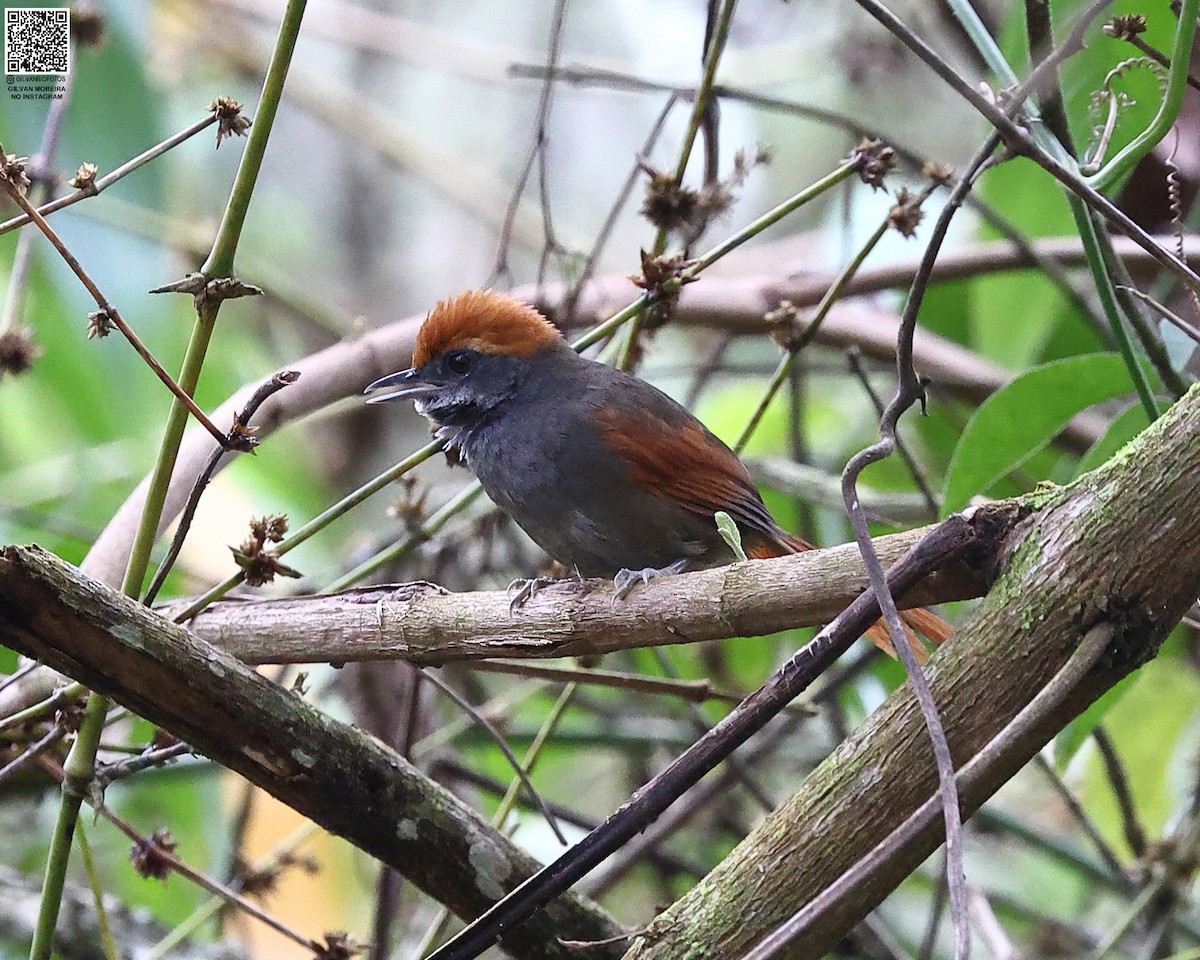 Рыжебровая иглохвостка - ML646977871