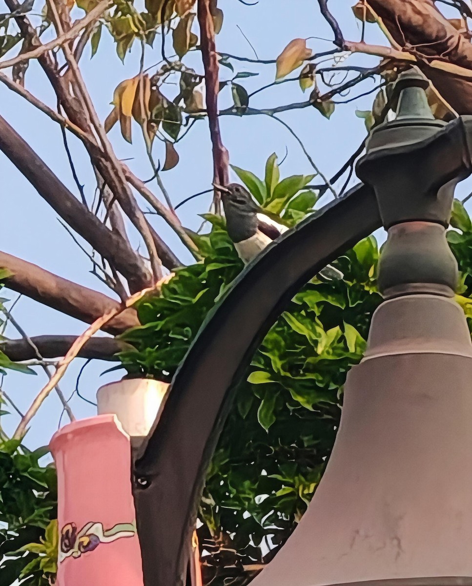 Oriental Magpie-Robin - ML646977872