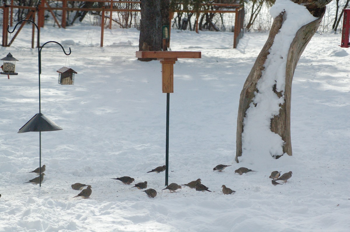 hrdlička karolínská - ML646977874