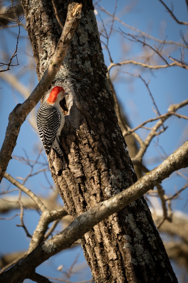 Red-bellied Woodpecker - ML646977875