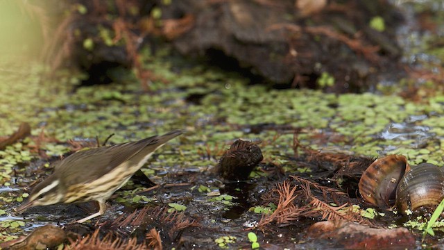 Louisiana Waterthrush - ML646977878