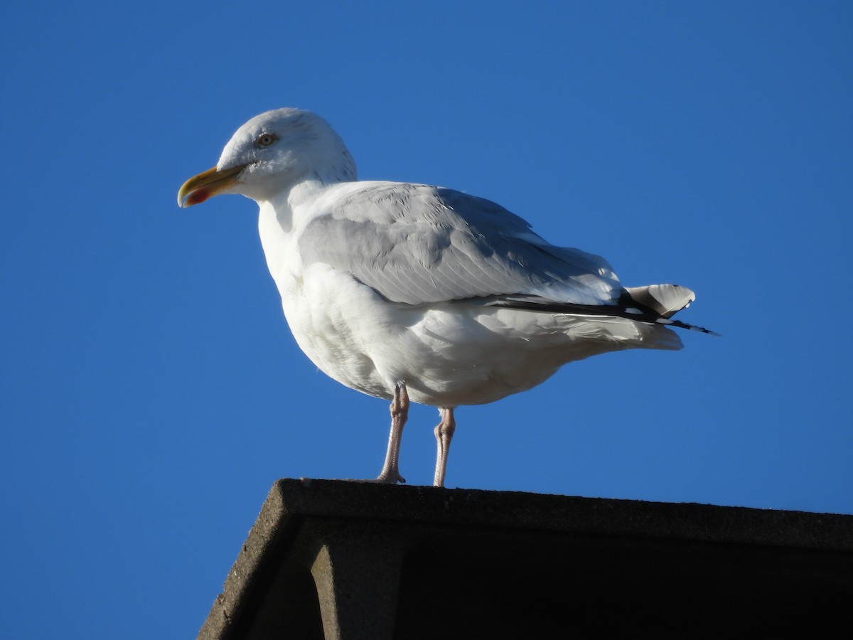 שחף אטלנטי - ML646977880