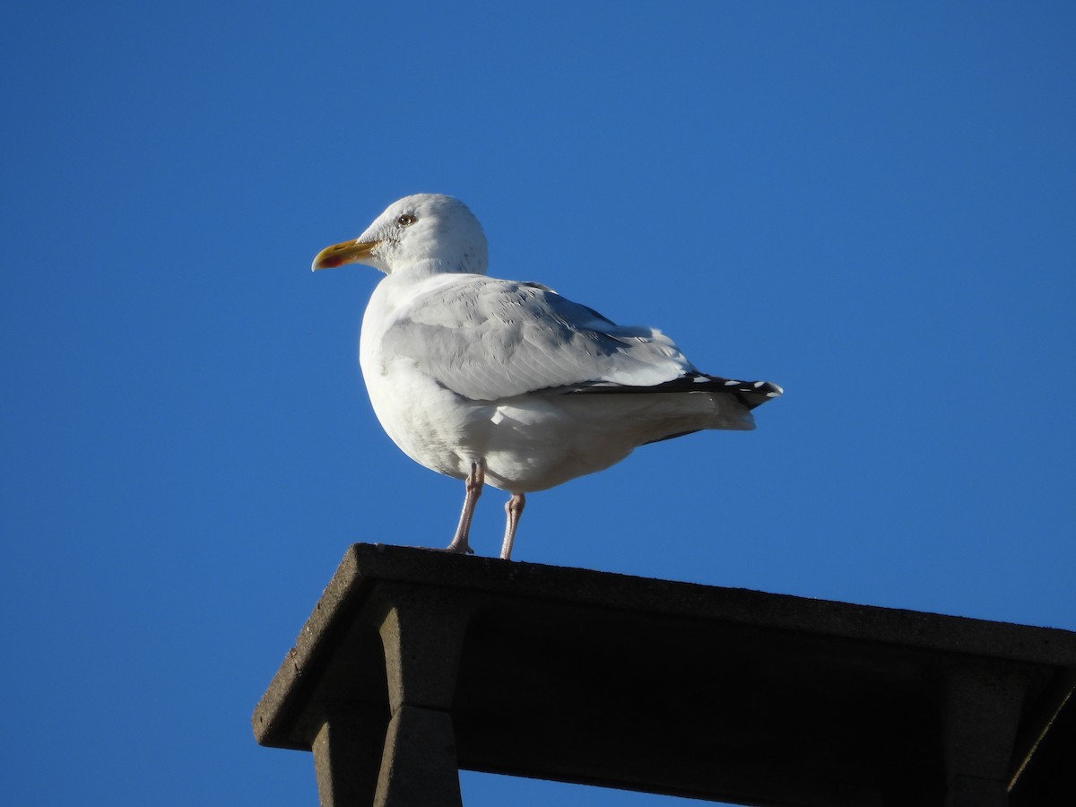 שחף אטלנטי - ML646977881