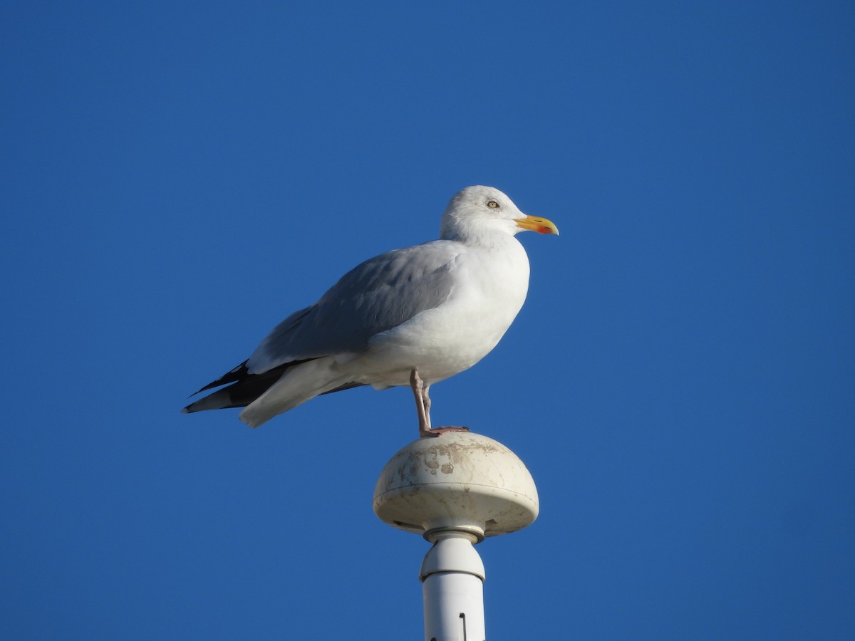 שחף אטלנטי - ML646977882