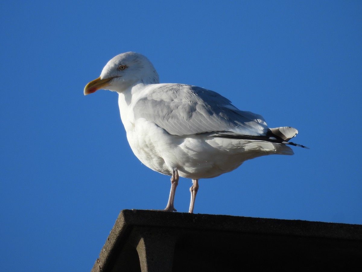 שחף אטלנטי - ML646977883