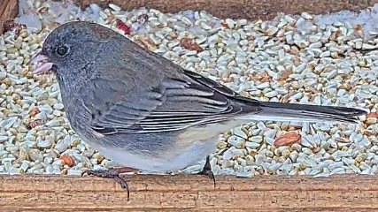 strnadec zimní - ML646977884