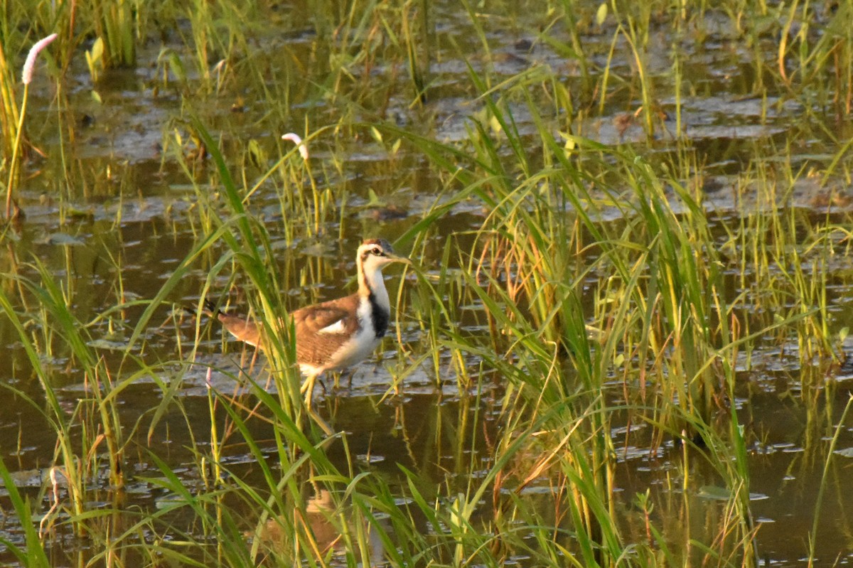 Pheasant-tailed Jacana - ML646977886