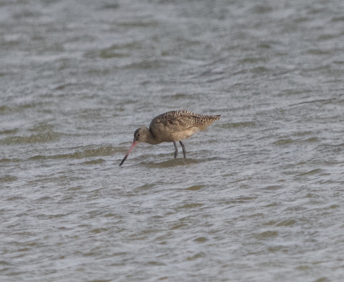 Marbled Godwit - ML646977898