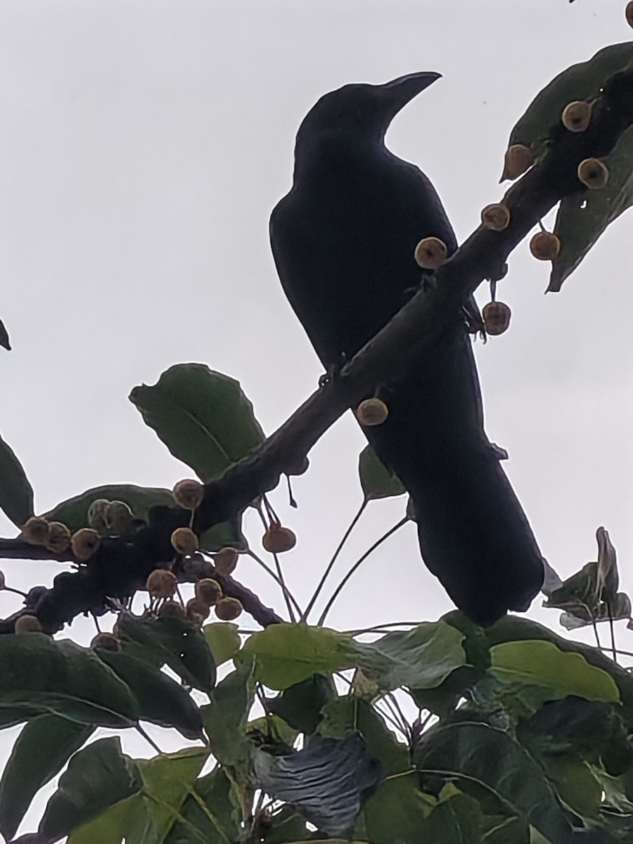 Large-billed Crow - ML646977901