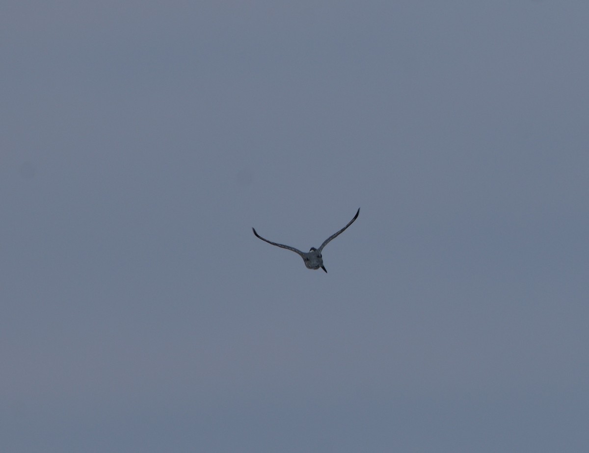 שלדג אמריקני - ML646977904